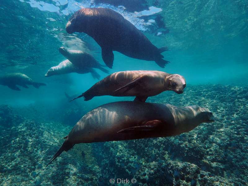 carpenter rock sea of cortez zeeleeuwen