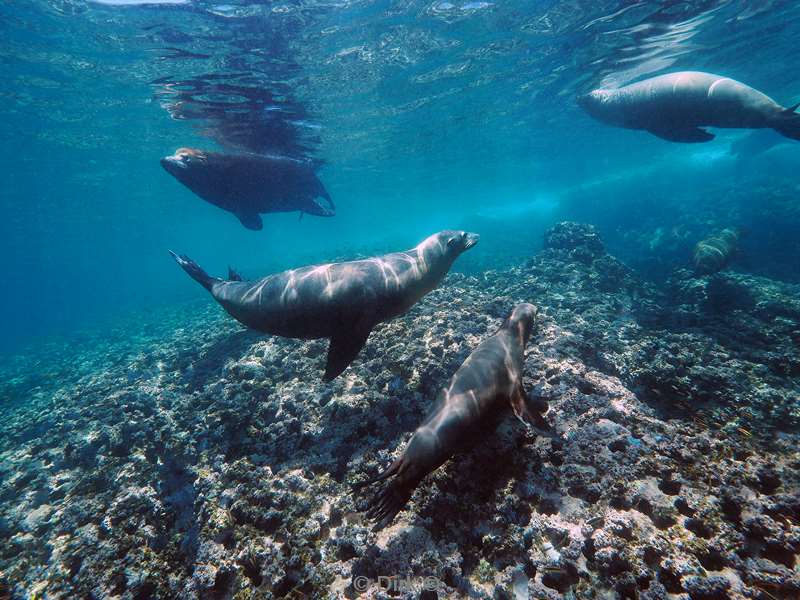 diving los islotes sea of cortez sea lions