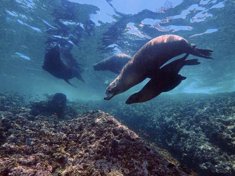 carpenter rock sea of cortez zeeleeuwen