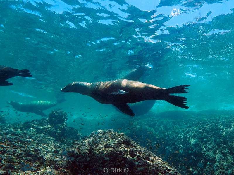 diving los islotes sea of cortez sea lions