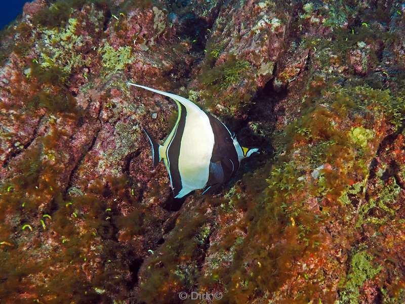 duiken san benedicto bannerfish