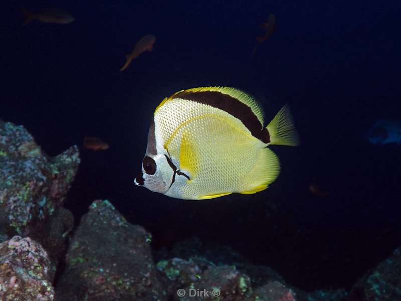 duiken san benedicto barberfish