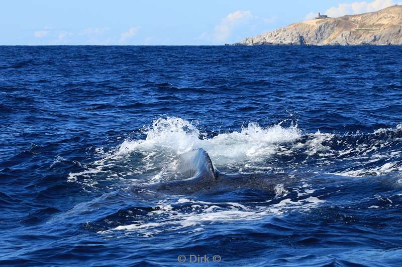 humpback whale cabo san lucas mexico