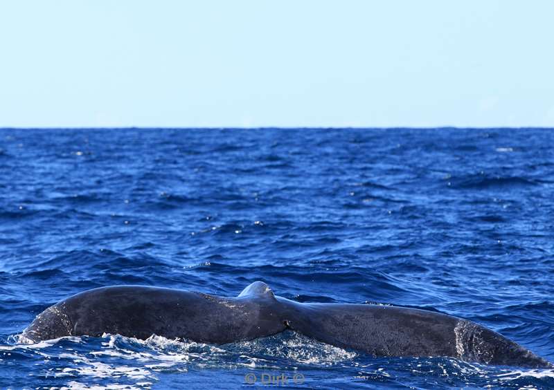 humpback whale cabo san lucas mexico