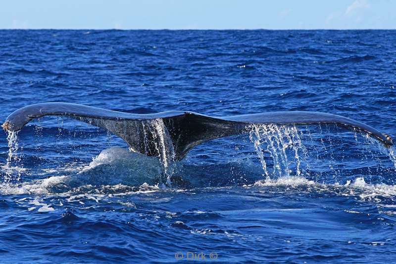 humpback whale cabo san lucas mexico