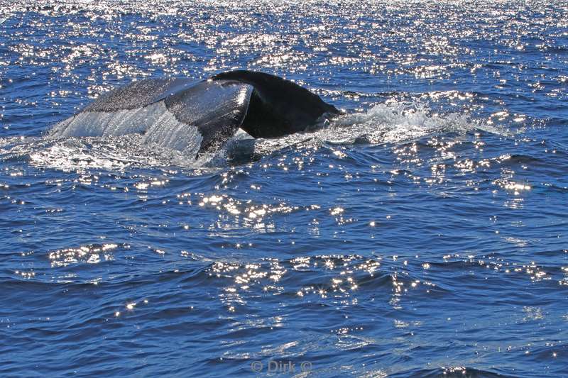 humpback whale cabo san lucas mexico