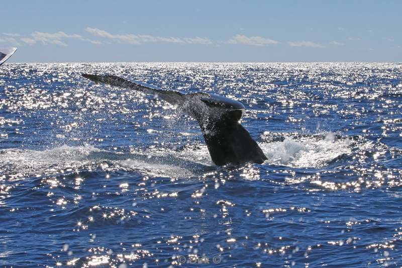 humpback whale cabo san lucas mexico