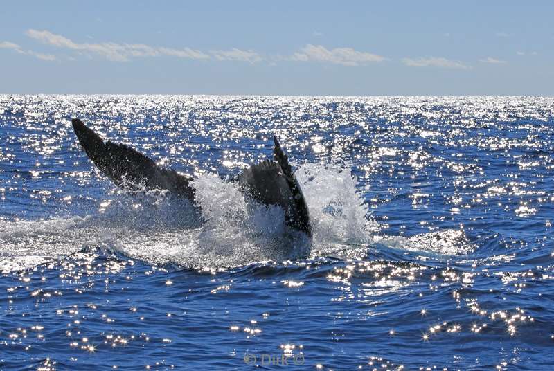 humpback whale cabo san lucas mexico