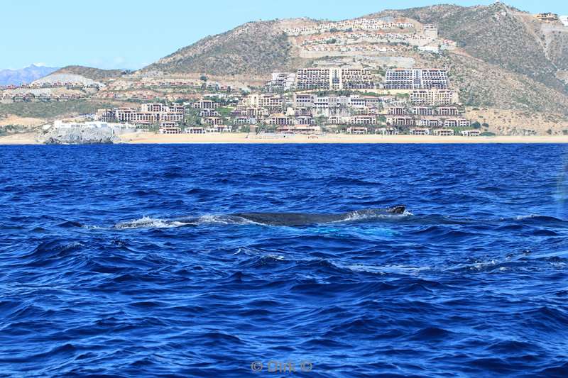 humpback whale cabo san lucas mexico