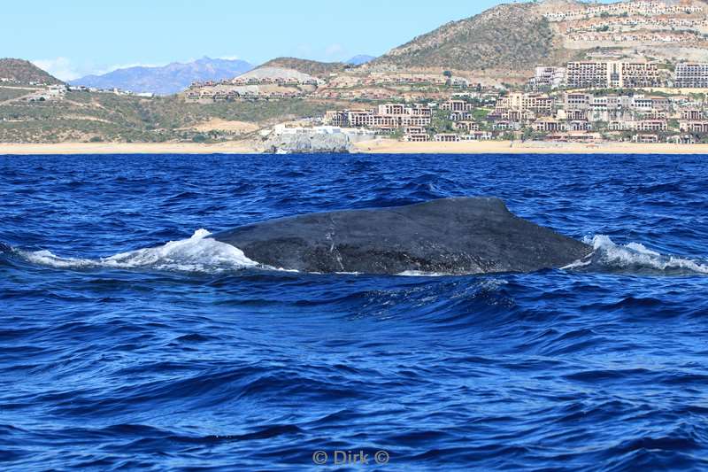 humpback whale cabo san lucas mexico