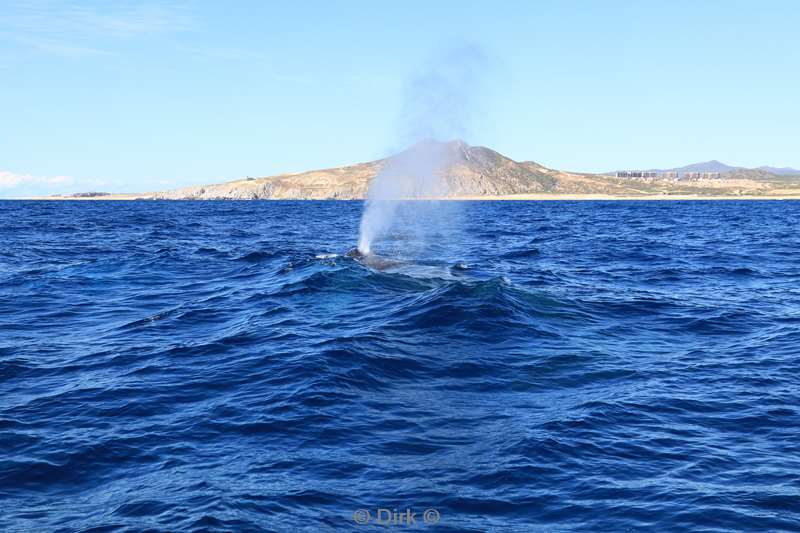 humpback whale cabo san lucas mexico