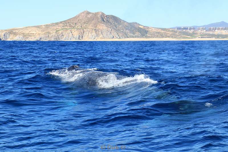 humpback whale cabo san lucas mexico