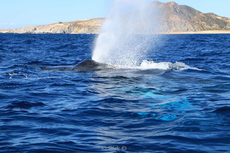 humpback whale cabo san lucas mexico