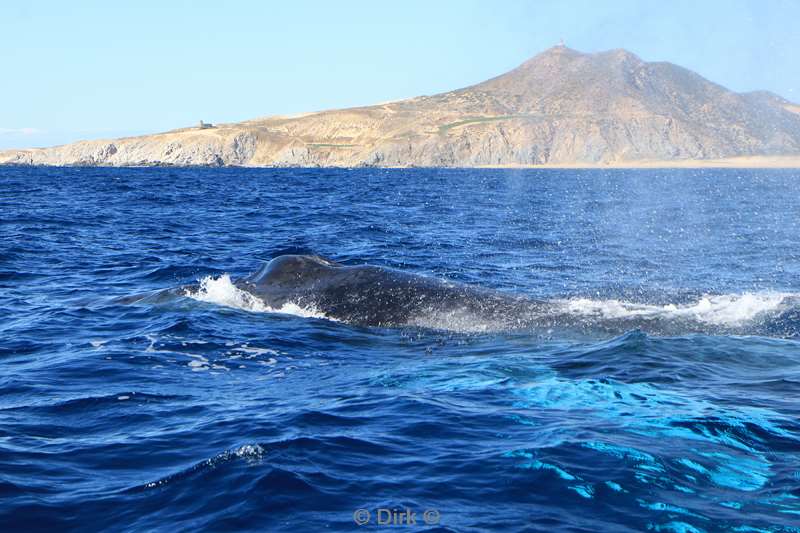 humpback whale cabo san lucas mexico