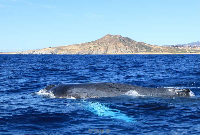 humpback whale cabo san lucas mexico