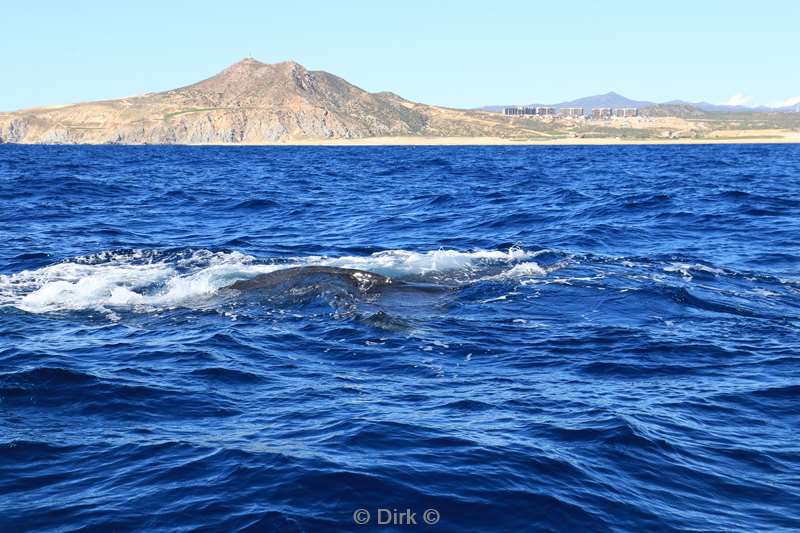 bultrug walvissen cabo san lucas mexico