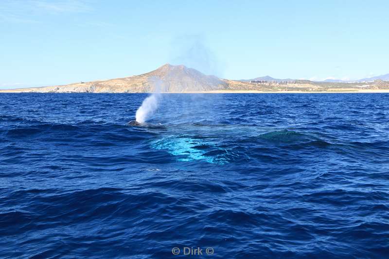 humpback whale cabo san lucas mexico