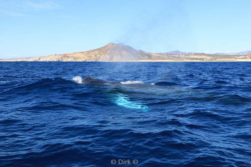 humpback whale cabo san lucas mexico