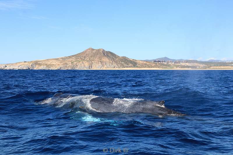 humpback whale cabo san lucas mexico