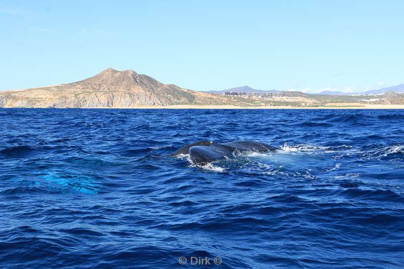 humpback whale cabo san lucas mexico