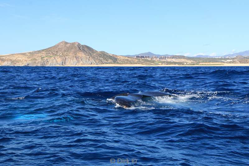 humpback whale cabo san lucas mexico