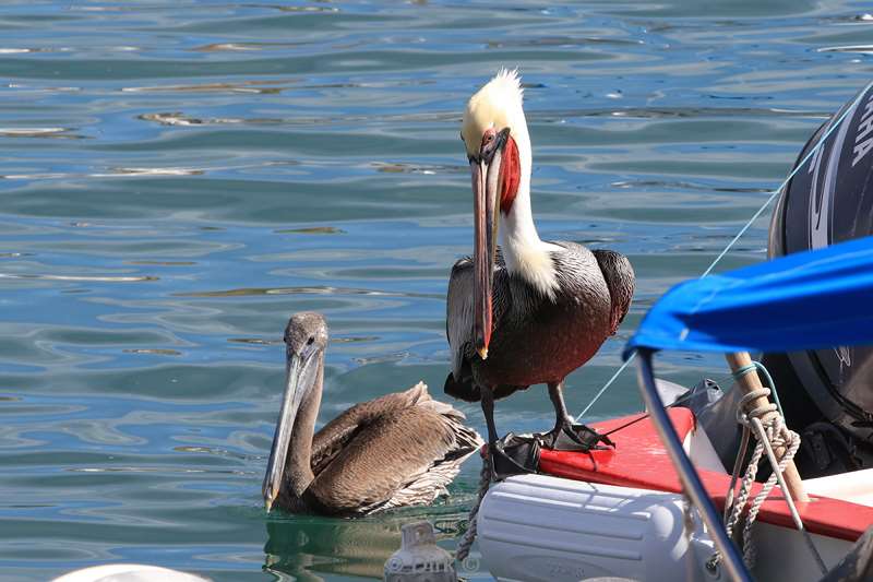 marina cabo san lucas mexico