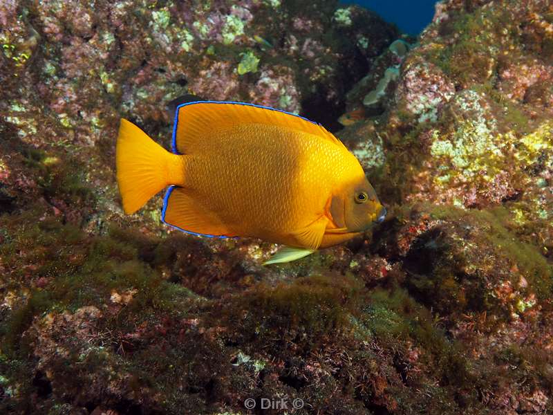 san benedicto clarion buttefly fish