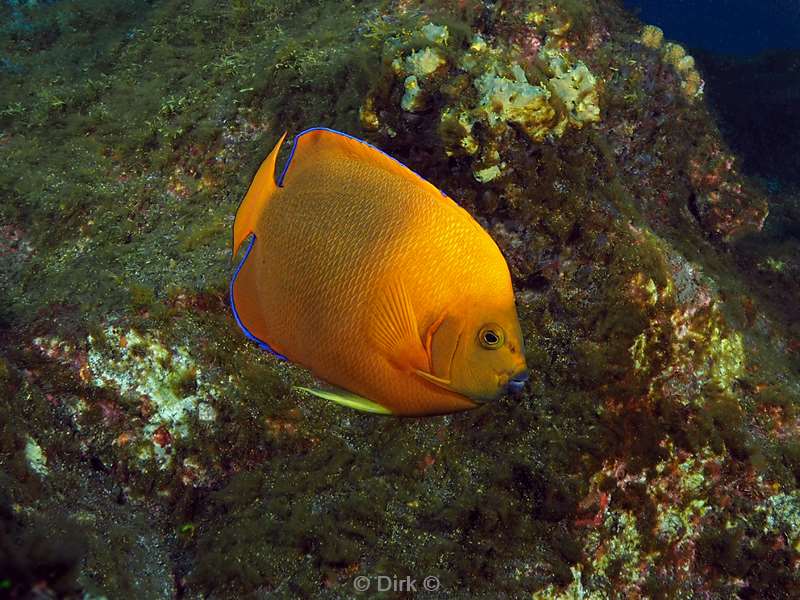 san benedicto clarion butterfly fish