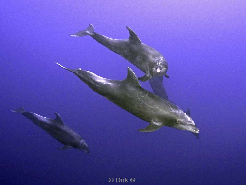 san benedicto dolphins