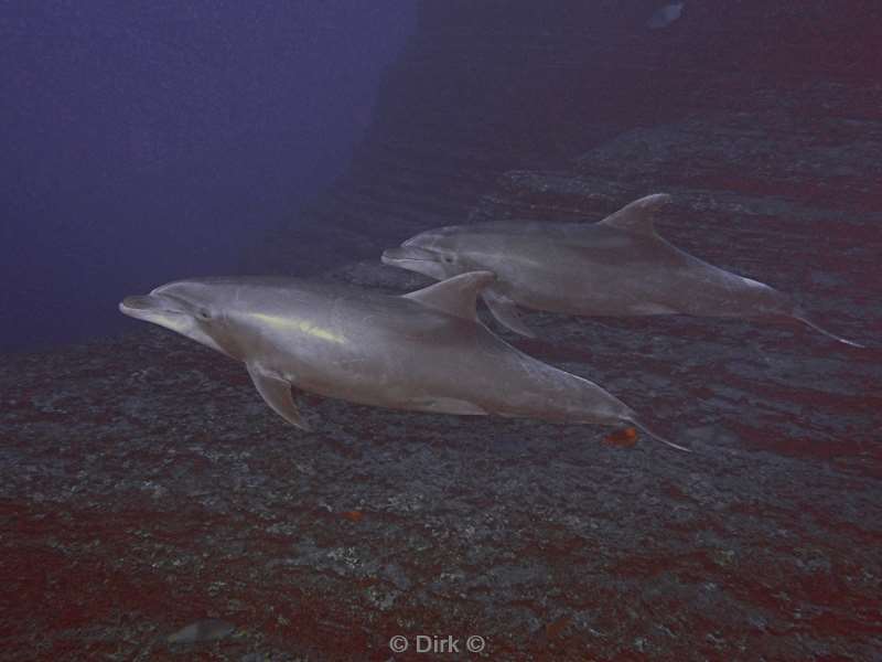 san benedicto dolphins