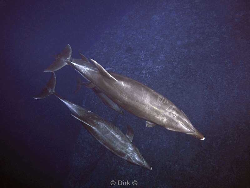 san benedicto dolphins