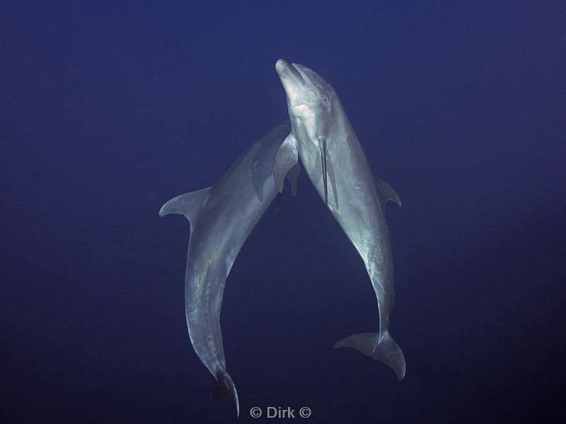 san benedicto dolphins