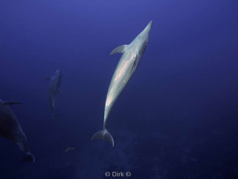 san benedicto dolphins