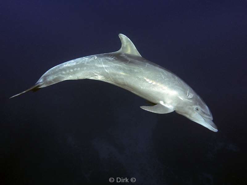 san benedicto dolphins