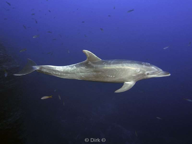 san benedicto dolphins