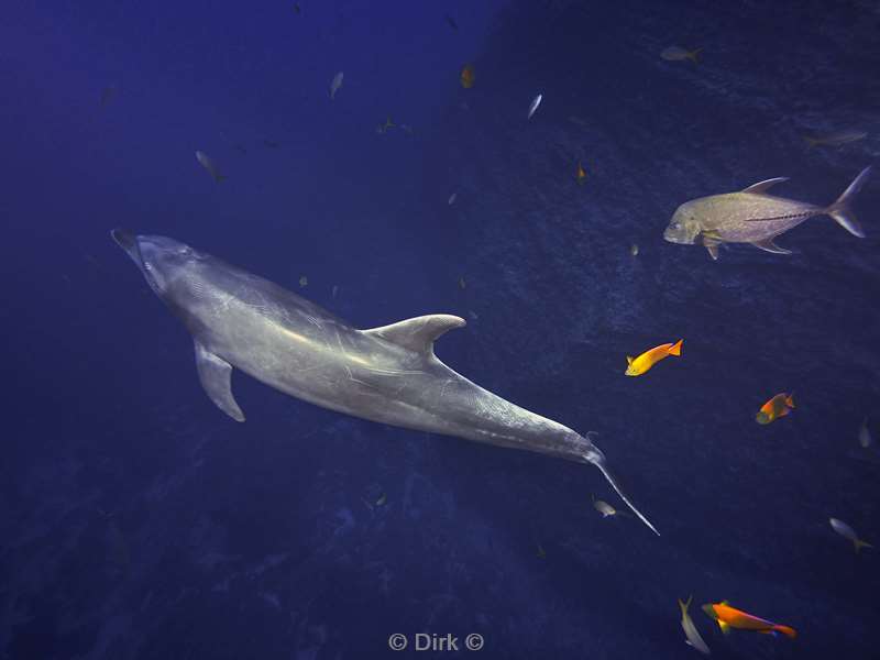 san benedicto dolphins