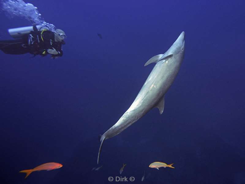 san benedicto dolphins