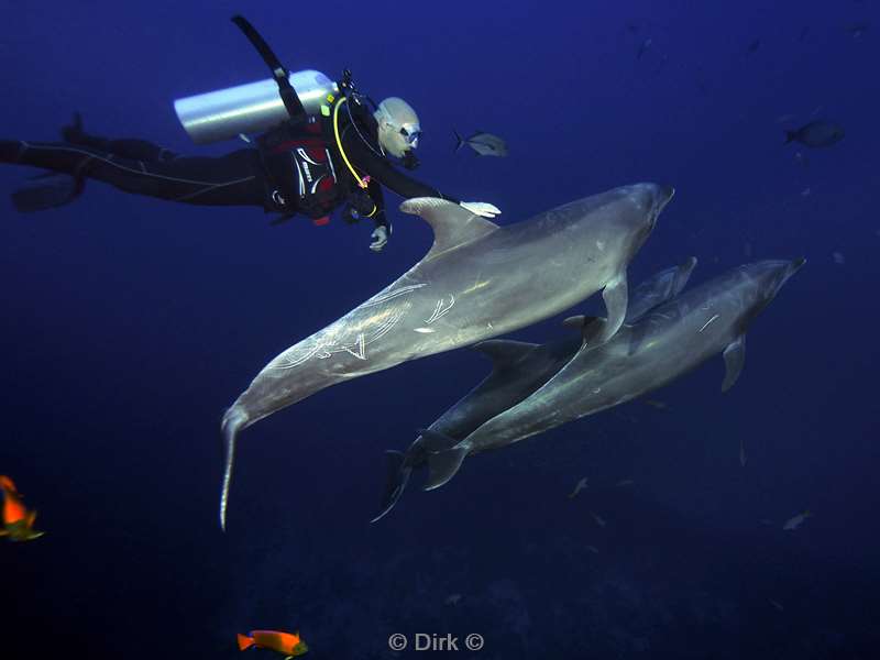 san benedicto dolphins