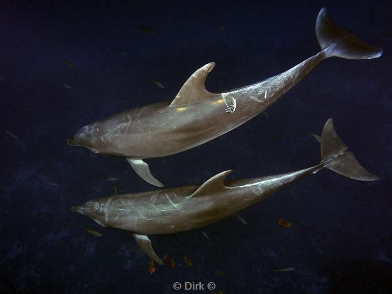 san benedicto dolphins