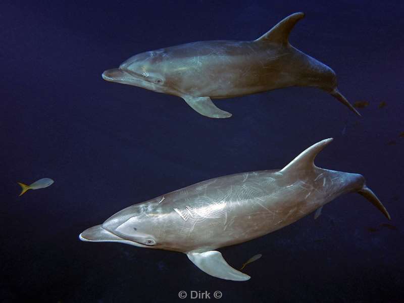 san benedicto dolphins