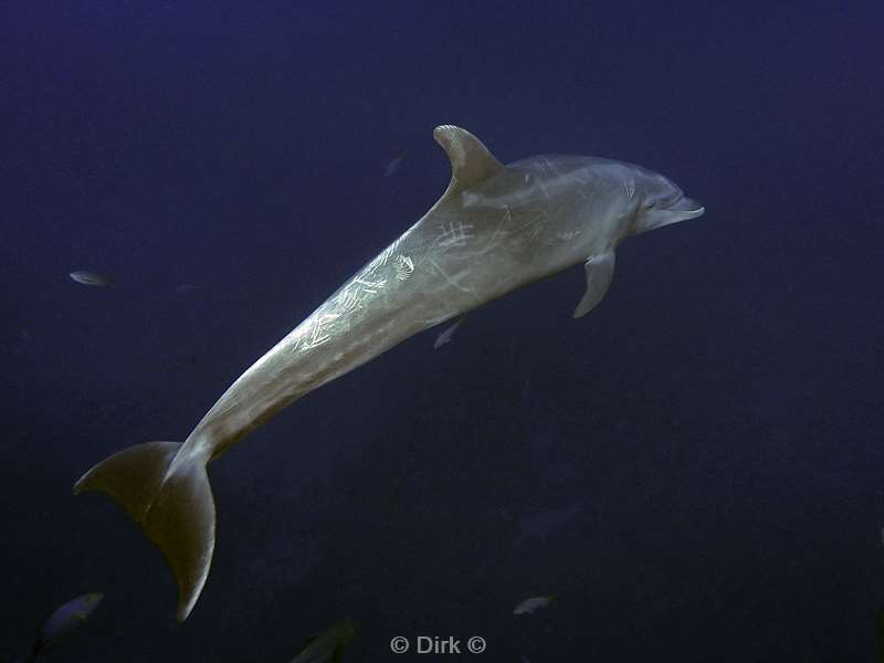 san benedicto dolphins