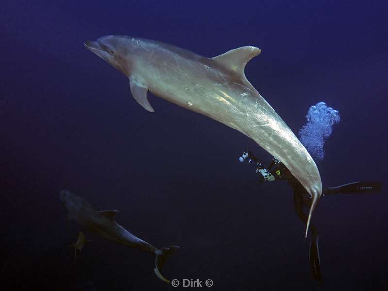 san benedicto dolphins