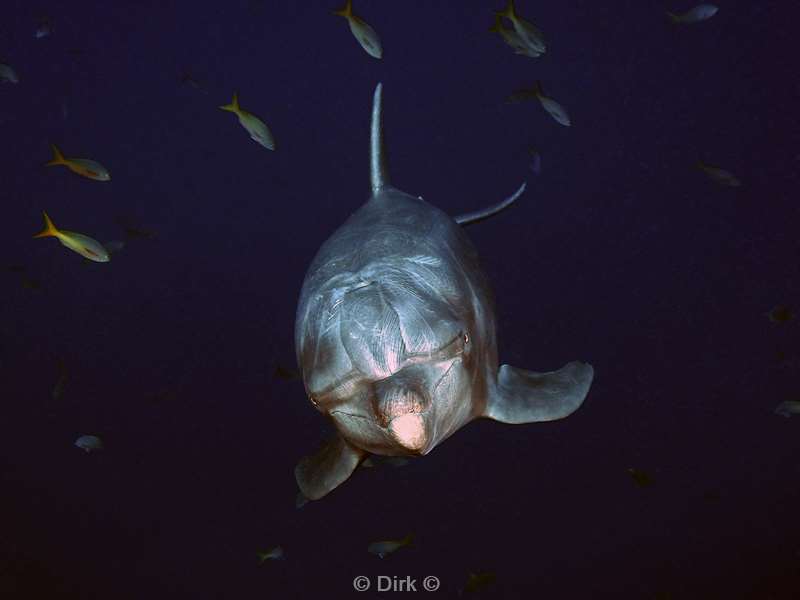 duiken socorro cabo pearle dolphins