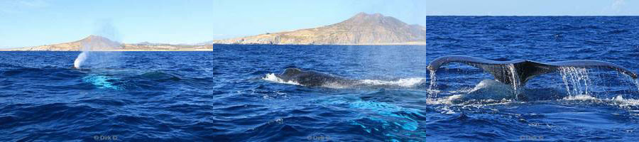 humpback whales mexico