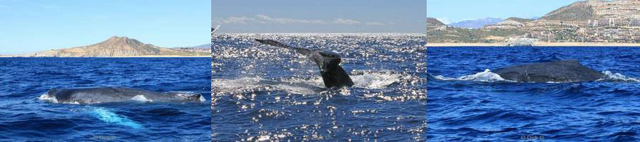 humpback whales mexico