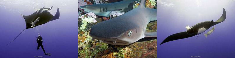 diving roca partida