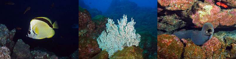 diving el fondeadero san benedicto