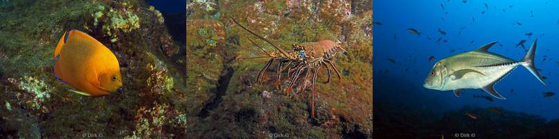 diving el fondeadero san benedicto