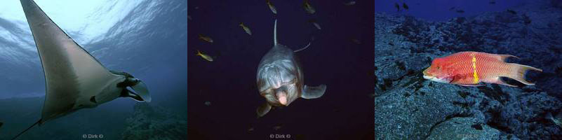 diving cabo pearce socorro