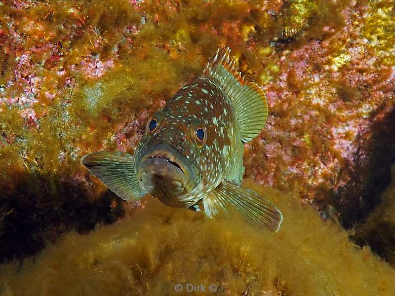 duiken san benedicto grouper